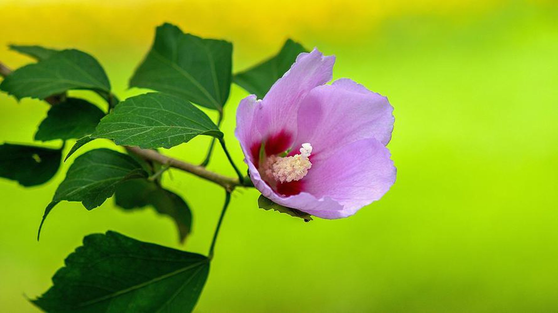 木槿花信息咨询