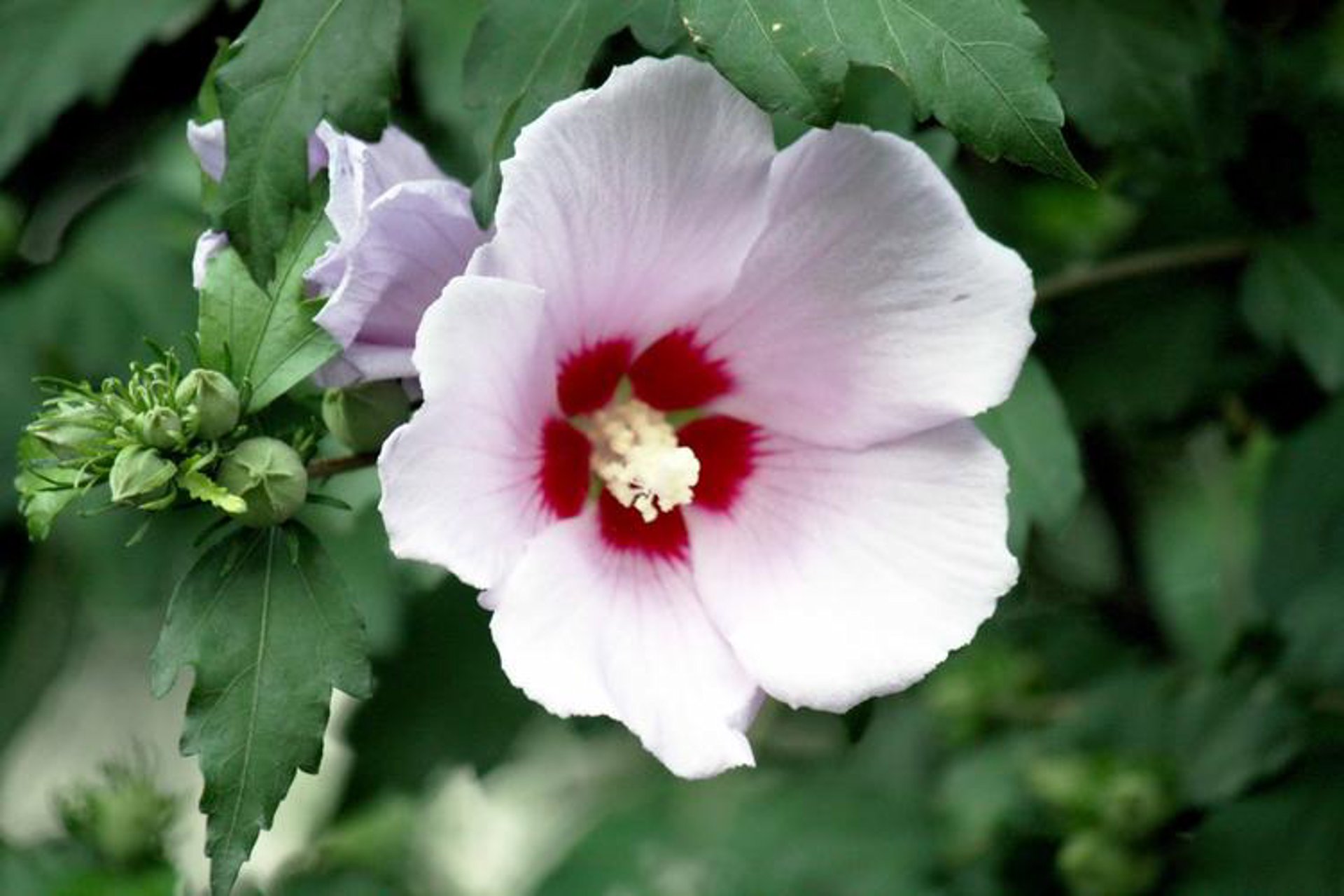 木槿花信息咨询