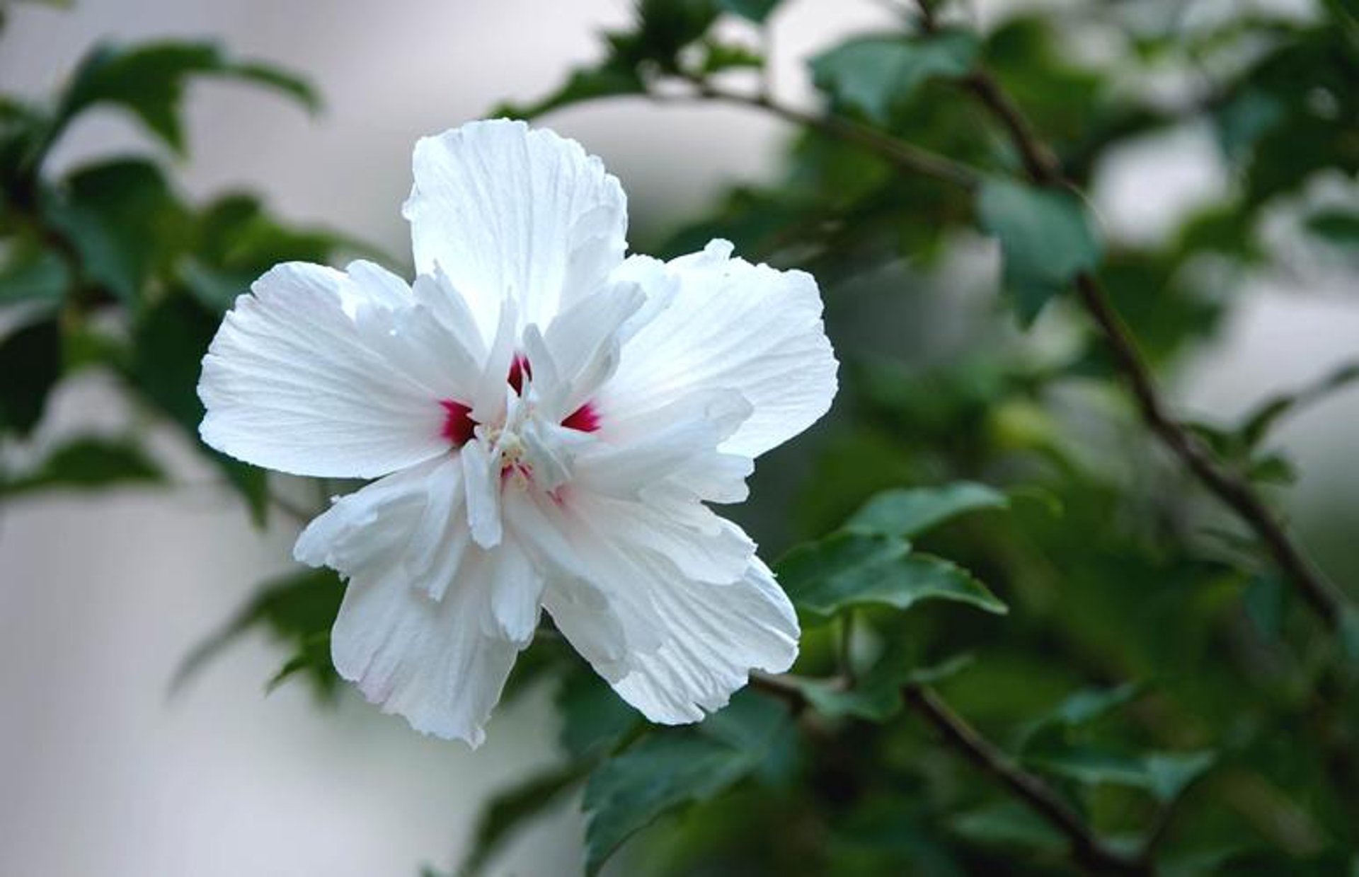木槿花信息咨询